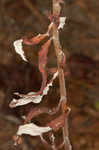 Heartsepal buckwheat